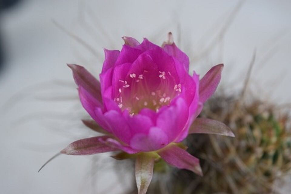 アンデスの花 ロビビア 紫麗丸 花酔いの語り部のblog