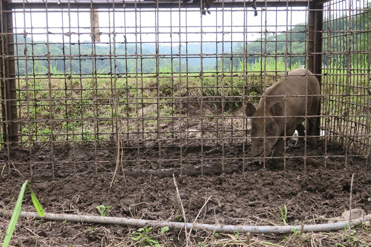 明るい農村 イノシシ皆殺しのバラード 花酔いの語り部のblog 明るい農村 イノシシ皆殺しのバラード 花酔いの語り部のblog