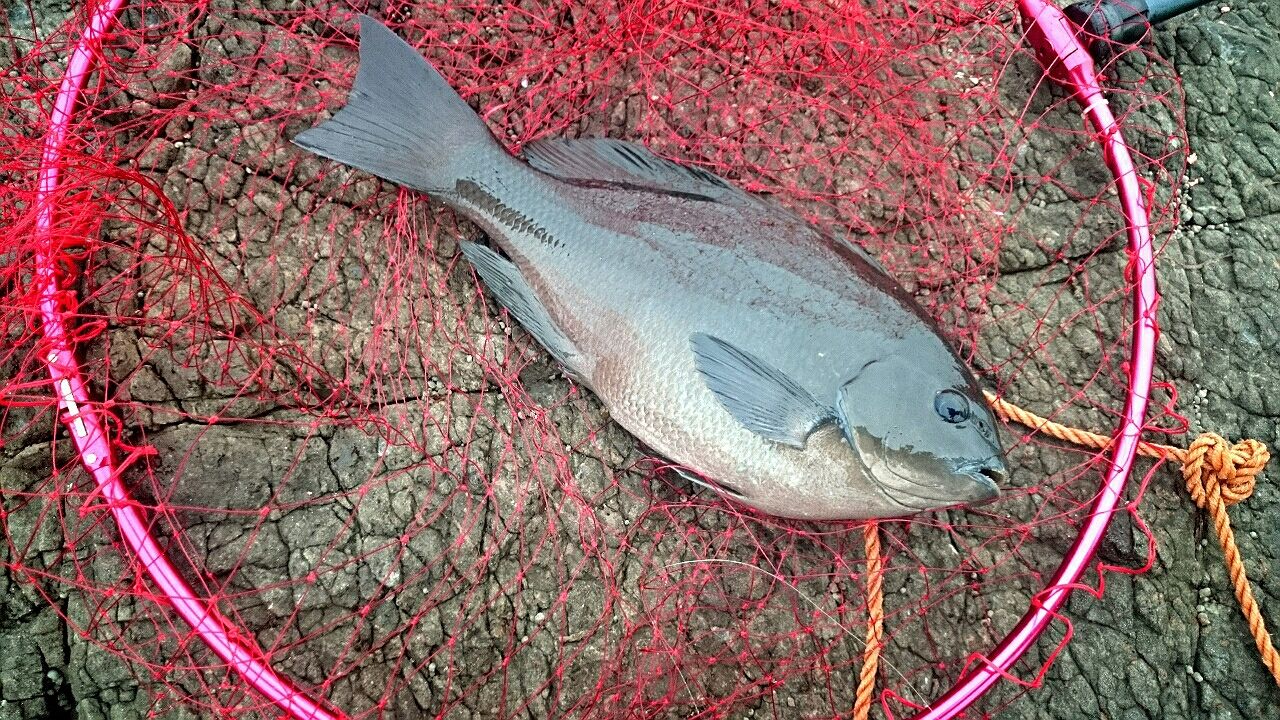 沖磯 装備や道具は何を揃えればストレスにならないかを考える 地磯 疑似餌畑育ちの上物師