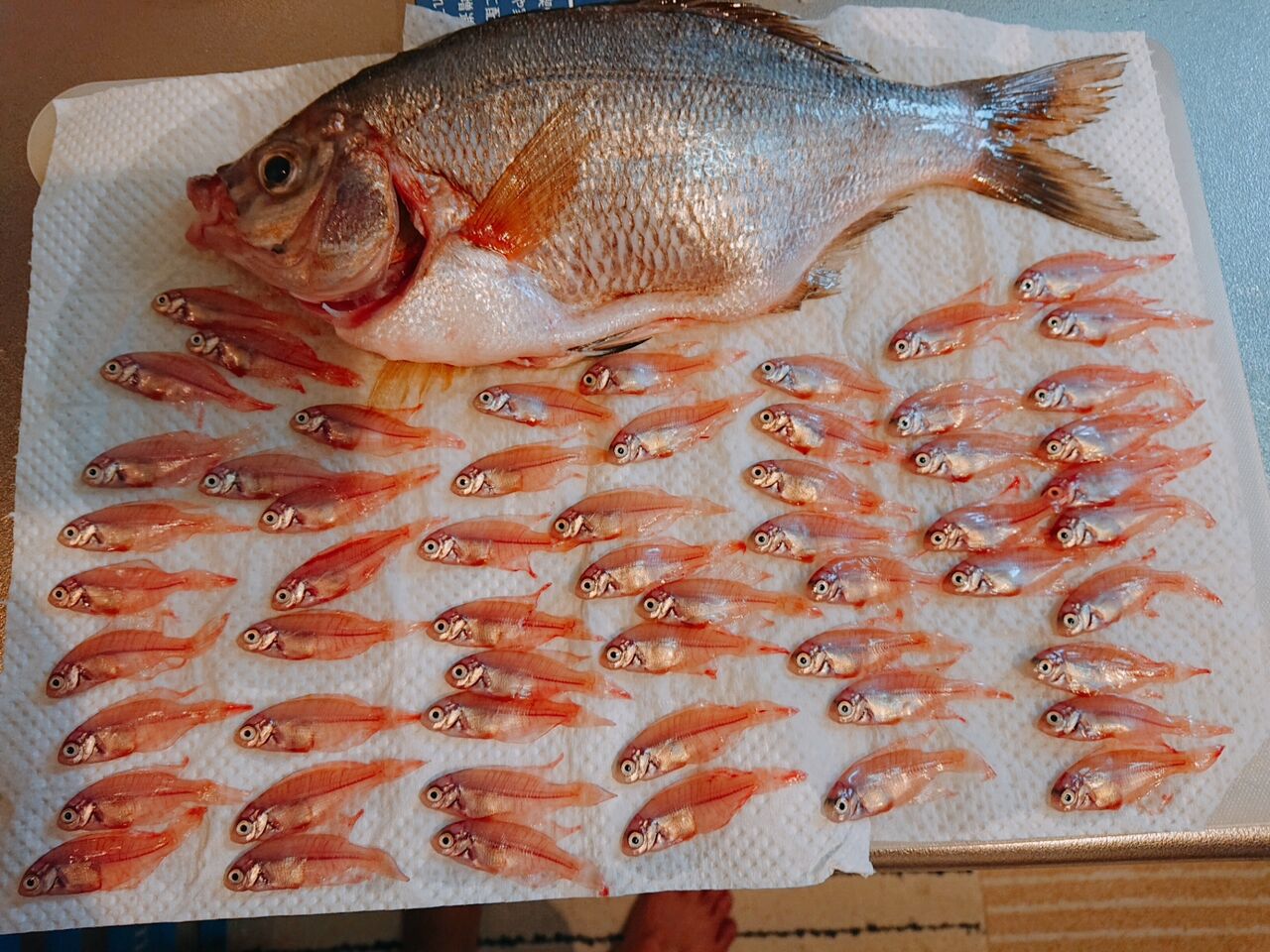 閲覧注意 ショッキング画像につきご注意ください ウミタナゴを釣り そしてさばく ゆずこと歩こ