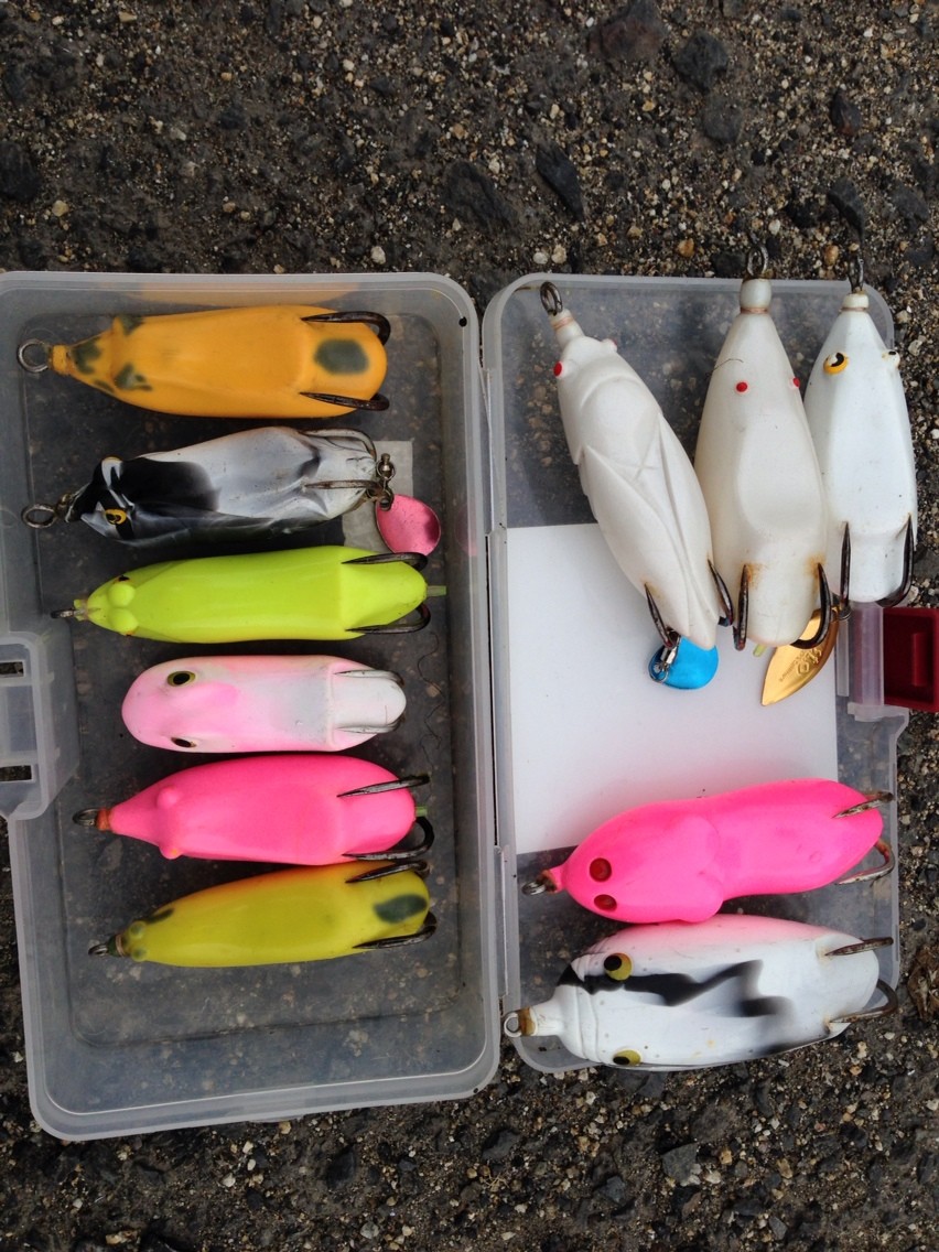 高松雷魚遠征 シーバス モルホン 隊 高松雷魚遠征 シーバス モルホン 隊