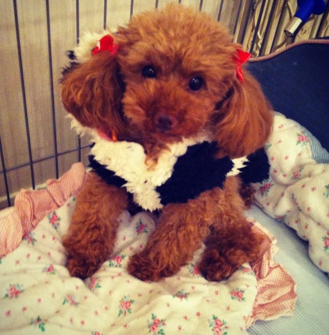 dog (2)