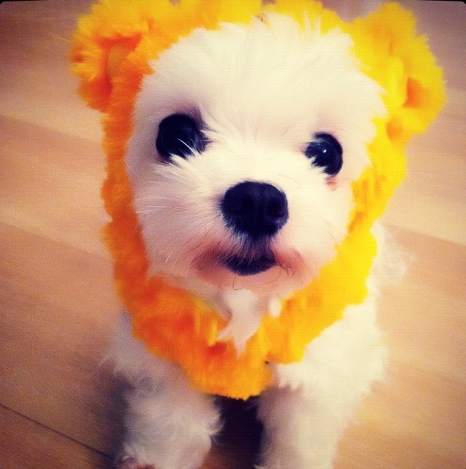 dog (1)