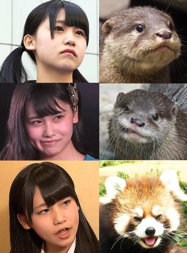 Akb48タイムズ Akb48まとめ Akb48 Nmb48 須藤凛々花 まこ先輩カワウソ説に信憑性が増してきましたね りりぽん 小嶋真子 こじまこ Livedoor Blog ブログ