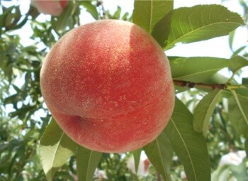 event_jyanken1906_p1