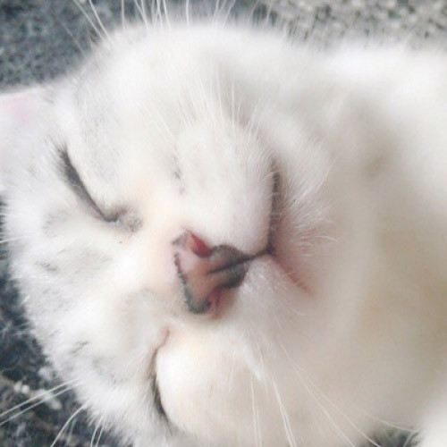 SK-146-1704-30906_p05_500