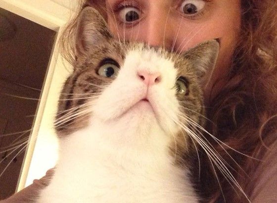 動物 ダウン症の猫wwwwww 画像あり Newsまとめもりー 2chまとめブログ 動物 ダウン症の猫wwwwww 画像あり Newsまとめもりー 2chまとめブログ