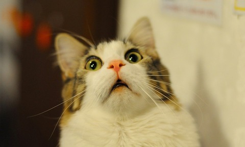 3062605_surprised-cat-1000x600