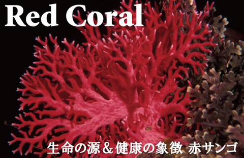 img58252753