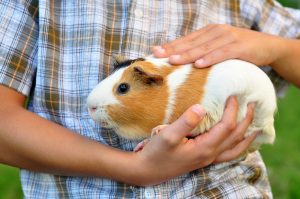 shutterstock_104987537-300x199