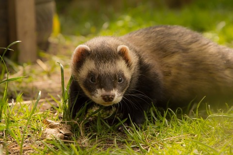 ferret-1144801_640