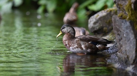 duck-1209548_640