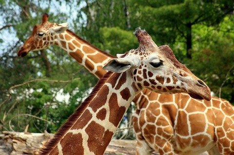 giraffe-4228990_640