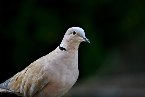 dove-4411669_640