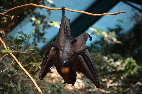 bat-3884254_640