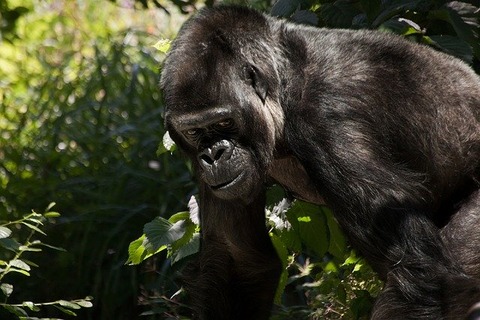 gorilla-841596_640