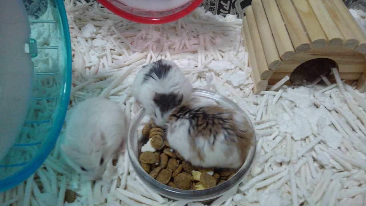 【画像あり】ハムスターの赤ちゃん産まれた結果ｗｗｗｗｗ