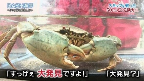 nokogirigasami_image