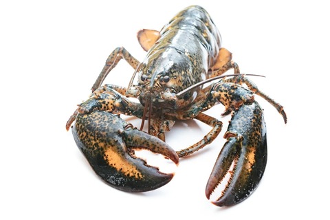 lobsterFTHG2754.jpg