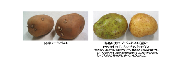 警告 マクドで稀に見つかる緑ポテト 実はヤバイ 動画 画像あり Newsまとめもりー 2chまとめブログ