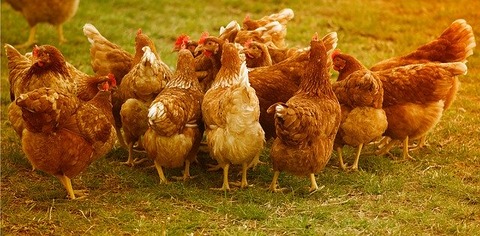 chickens-4145198_640