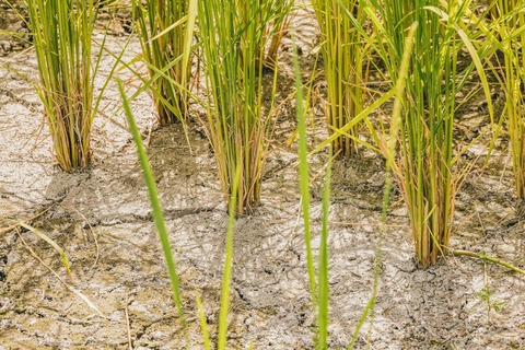 umedaLightroom_MG_4922_TP_V