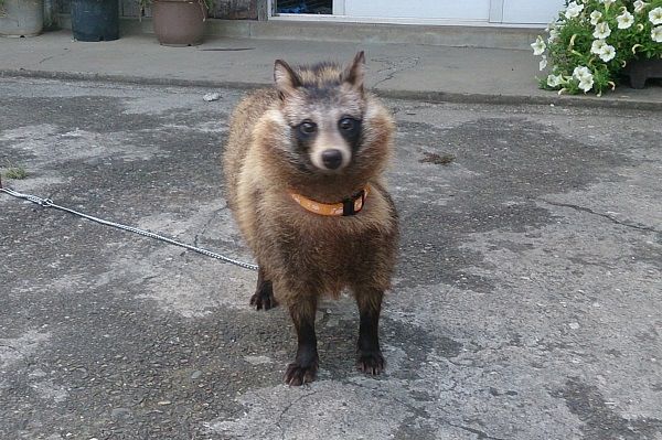 衝撃 ニューイヤー駅伝16で犬がランナーを転倒させる放送事故www 結果 動画 画像あり 全日本実業団対抗駅伝競走大会 Newsまとめもりー 2chまとめブログ 衝撃 ニューイヤー駅伝16で犬がランナーを転倒させる放送事故www 結果 動画 画像あり 全日本実業団対抗駅伝競走大会 Newsまとめもりー 2chまとめブログ