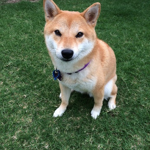 shiba-inu-1134954_640