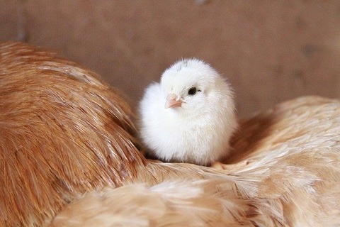 chick-929566_640