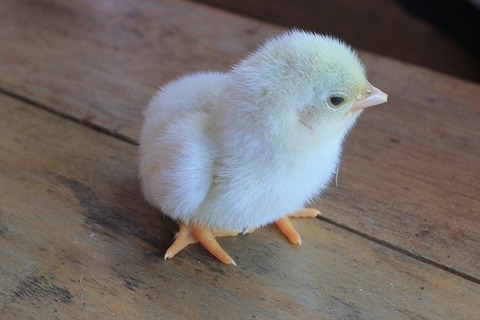 chick-946790_640