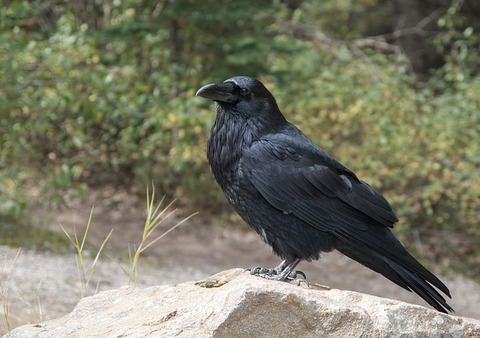 raven-2162966_640