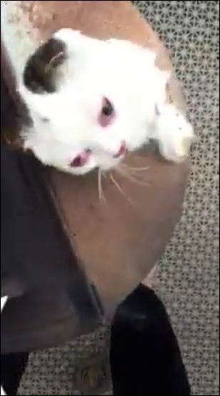 金子明日香 神戸の女が猫を窯で焼く虐待動画をfacebookに公開で炎上 警察に通報した結果 驚くべき犯行の動機が明らかに 画像あり 日々の実話 金子明日香 神戸の女が猫を窯で焼く虐待動画をfacebookに公開で炎上 警察に通報した結果 驚くべき犯行の動機が明らかに 画像あり 日々の実話