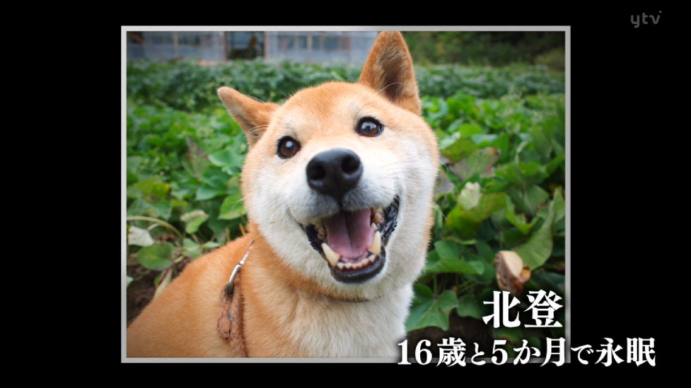 【訃報】鉄腕DASH村の柴犬「北登」が死亡…死ぬまでのエピソード見ると泣ける…（画像あり） : NEWSまとめもりー｜2chまとめブログ