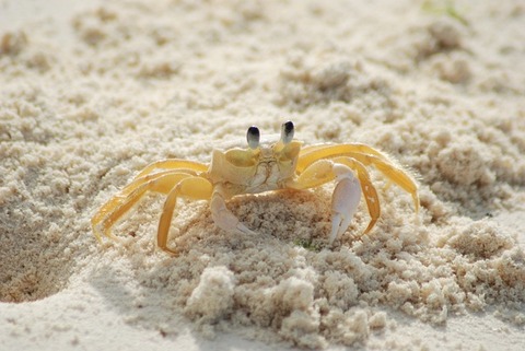 crab-215170_640