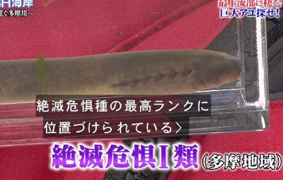 鉄腕ダッシュ 山口達也が発見した絶滅危惧種 スナヤツメ をご覧くださいwww 画像あり Newsまとめもりー 2chまとめブログ 鉄腕ダッシュ 山口達也が発見した絶滅危惧種 スナヤツメ をご覧くださいwww 画像あり Newsまとめもりー 2chまとめブログ