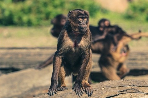 monkey-2195107_640