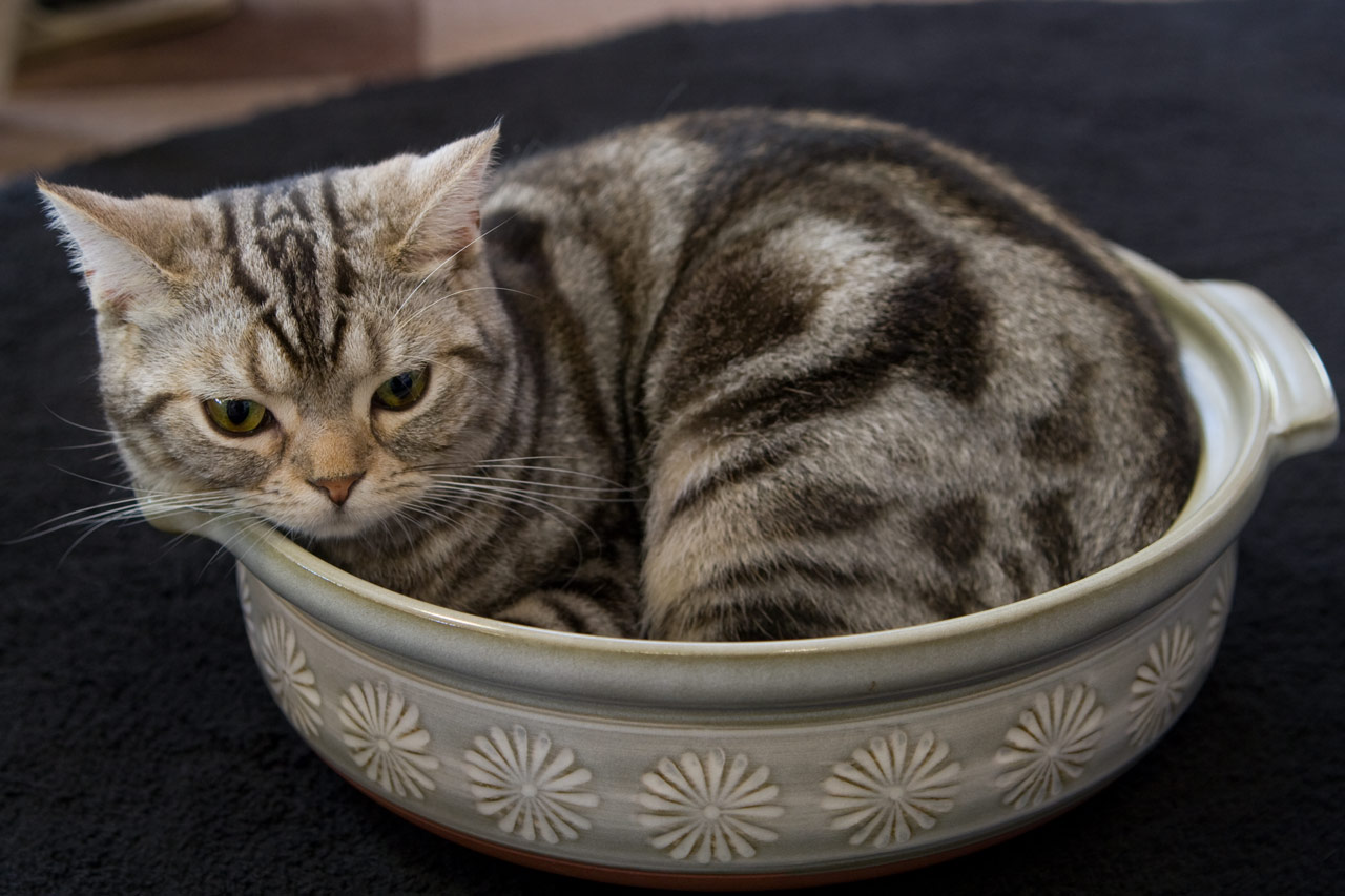 韓国の“ねこ鍋”が残酷すぎる！！！日本のものと全く違うぞwww【画像・動画あり/ナビタン・ミョタン】 NEWS