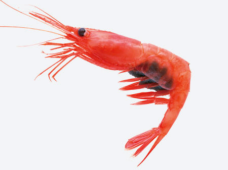 51