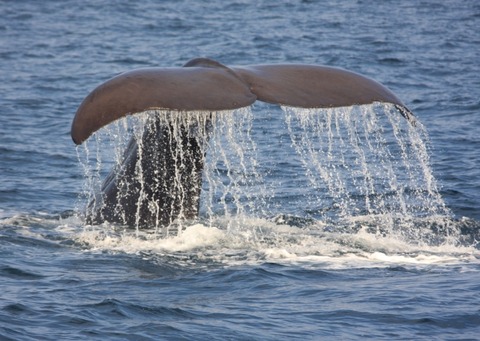 マッコウクジラア