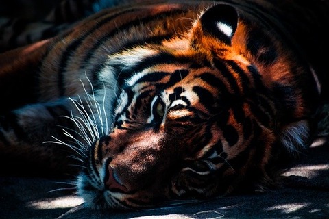 tiger-768574_640