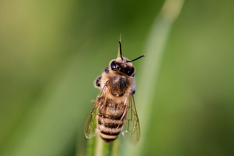 hoverfly-3454075_640