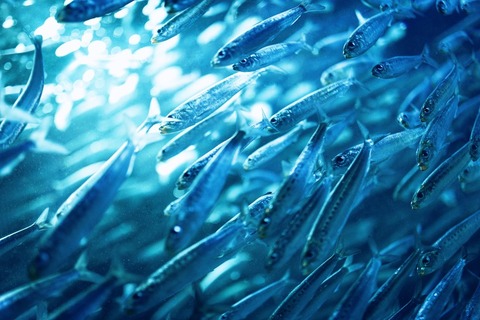 PAK89_gyogunonagare20140719_TP_V4