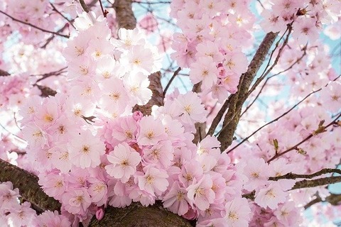 cherry-blossoms-4098985_640