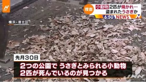 学校飼育のウサギ01-500x283