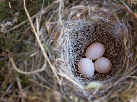 birds-nest-763225_640