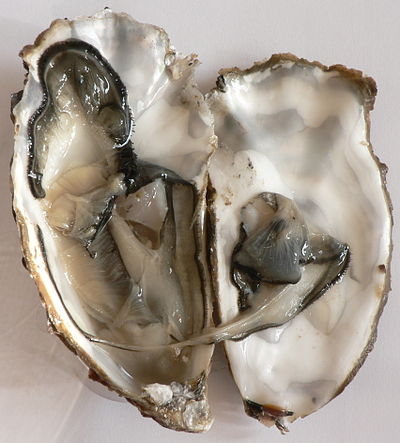 Crassostrea_gigas_Marennes_p1050142