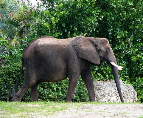 african-elephant-58434_640