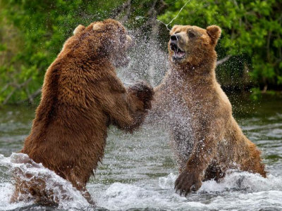 bears_salmon00