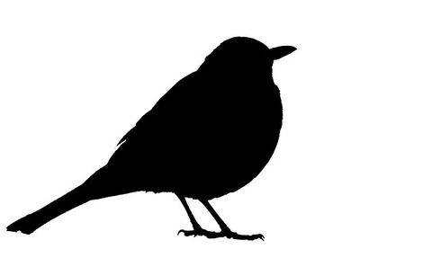 blackbird-2774513_640