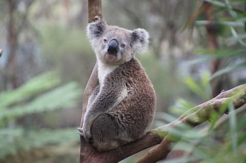 koala-226279_640